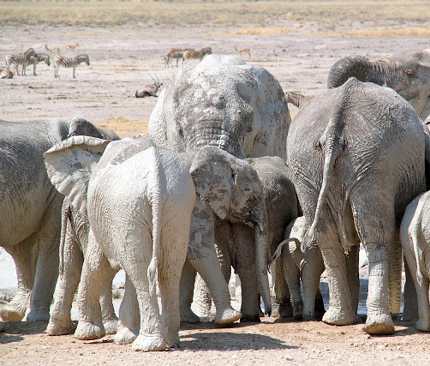 Ongava Game Reserve, Etosha National Park